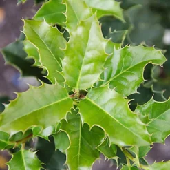 Hedges Direct English Holly 20cm Starter Plants Pack Of 12 -Leaf Shop hedges direct english holly 20cm starter plants pack of 125056684003849 03c MP