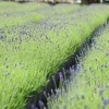 Hedges Direct English Lavender 10cm Garden Shrub Pack Of 12 2 Hedges Direct English Lavender 10cm Garden Shrub Pack Of 12 -Leaf Shop hedges direct english lavender 10cm garden shrub pack of 125056684003887 01c MP