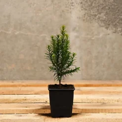 Hedges Direct English Yew 20cm Starter Plants Pack Of 12
