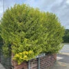 Hedges Direct Golden Privet 40cm Height Evergreen Hedge Plant -Leaf Shop hedges direct golden privet 40cm height evergreen hedge plant5056684001524 01c MP