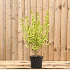 Hedges Direct Golden Privet 40cm Height Evergreen Hedge Plant -Leaf Shop hedges direct golden privet 40cm height evergreen hedge plant5056684001524 03c MP
