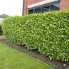 Hedges Direct Griselinia 40cm Height Evergreen Hedge Plant -Leaf Shop hedges direct griselinia 40cm height evergreen hedge plant5056684001531 01c MP