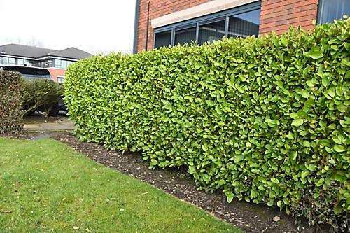 Hedges Direct Griselinia 40cm Height Evergreen Hedge Plant 3 Hedges Direct Griselinia 40cm Height Evergreen Hedge Plant