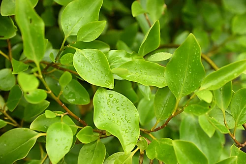 Hedges Direct Griselinia 40cm Height Evergreen Hedge Plant 4 Hedges Direct Griselinia 40cm Height Evergreen Hedge Plant - Image 2