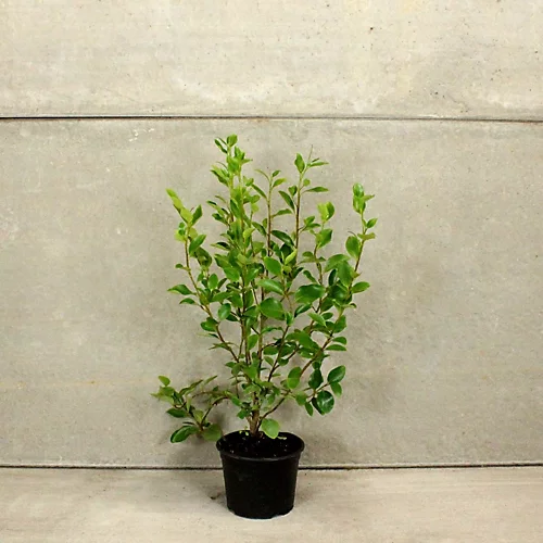 Hedges Direct Griselinia 40cm Height Evergreen Hedge Plant 5 Hedges Direct Griselinia 40cm Height Evergreen Hedge Plant - Image 3