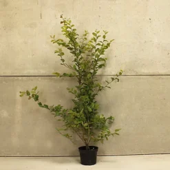 Hedges Direct Hornbeam 1.5m Height Native Hedge Plant -Leaf Shop hedges direct hornbeam 1 5m height native hedge plant5056684001616 03c MP
