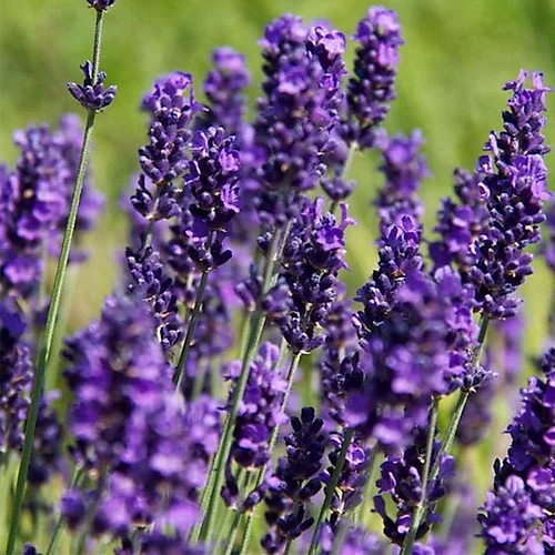 Hedges Direct Lavender Hidcote 10cm Garden Shrub Pack Of 12 5 Hedges Direct Lavender Hidcote 10cm Garden Shrub Pack Of 12 - Image 3