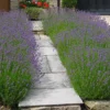 Hedges Direct Lavender Hidcote 10cm Garden Shrub Pack Of 6 -Leaf Shop hedges direct lavender hidcote 10cm garden shrub pack of 65056684003856 01c MP
