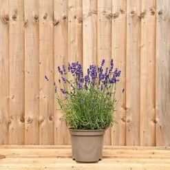 Hedges Direct Lavender Hidcote 10cm Garden Shrub Pack Of 6 -Leaf Shop hedges direct lavender hidcote 10cm garden shrub pack of 65056684003856 02c MP