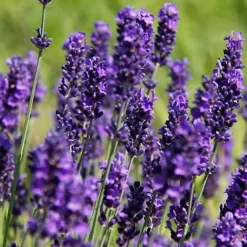 Hedges Direct Lavender Hidcote 10cm Garden Shrub Pack Of 6 -Leaf Shop hedges direct lavender hidcote 10cm garden shrub pack of 65056684003856 03c MP