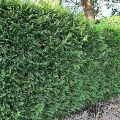 Hedges Direct Leylandii 70cm Height Evergreen Hedge Plant -Leaf Shop hedges direct leylandii 70cm height evergreen hedge plant5056684001654 02c MP