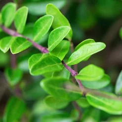 Hedges Direct Lonicera Nitida 30cm Height Evergreen Hedge Plant -Leaf Shop hedges direct lonicera nitida 30cm height evergreen hedge plant5056684001685 02c MP