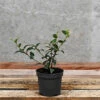 Hedges Direct Osmanthus Burkwoodii 10cm Starter Plants Pack Of 18