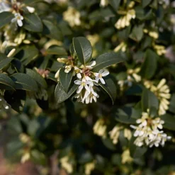 Hedges Direct Osmanthus Burkwoodii 10cm Starter Plants Pack Of 9 6 Hedges Direct Osmanthus Burkwoodii 10cm Starter Plants Pack Of 9 -Leaf Shop hedges direct osmanthus burkwoodii 10cm starter plants pack of 95056684003801 02c MP