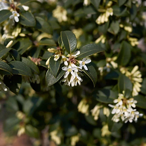 Hedges Direct Osmanthus Burkwoodii 10cm Starter Plants Pack Of 9 4 Hedges Direct Osmanthus Burkwoodii 10cm Starter Plants Pack Of 9 - Image 2