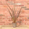 Hedges Direct Phormium 'Rainbow Queen' 3L Garden Shrub -Leaf Shop hedges direct phormium rainbow queen 3l garden shrub5056684002590 01c MP