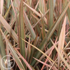 Hedges Direct Phormium 'Rainbow Queen' 3L Garden Shrub -Leaf Shop hedges direct phormium rainbow queen 3l garden shrub5056684002590 02c MP