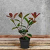 Hedges Direct Photinia 'Red Robin' 20cm Starter Plants Pack Of 18 1 Hedges Direct Photinia 'Red Robin' 20cm Starter Plants Pack Of 18 -Leaf Shop hedges direct photinia red robin 20cm starter plants pack of 185056684003719 01c MP