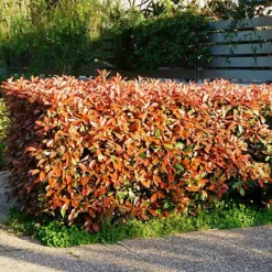 Hedges Direct Photinia 'Red Robin' 20cm Starter Plants Pack Of 18 6 Hedges Direct Photinia 'Red Robin' 20cm Starter Plants Pack Of 18 -Leaf Shop hedges direct photinia red robin 20cm starter plants pack of 185056684003719 02c MP