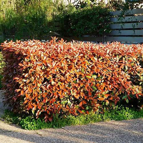 Hedges Direct Photinia 'Red Robin' 20cm Starter Plants Pack Of 18 4 Hedges Direct Photinia 'Red Robin' 20cm Starter Plants Pack Of 18 - Image 2