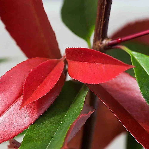Hedges Direct Photinia 'Red Robin' 20cm Starter Plants Pack Of 18 5 Hedges Direct Photinia 'Red Robin' 20cm Starter Plants Pack Of 18 - Image 3