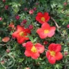 Hedges Direct Potentilla 'Red Robin' 3L Garden Shrub -Leaf Shop hedges direct potentilla red robin 3l garden shrub5056684002613 01c MP