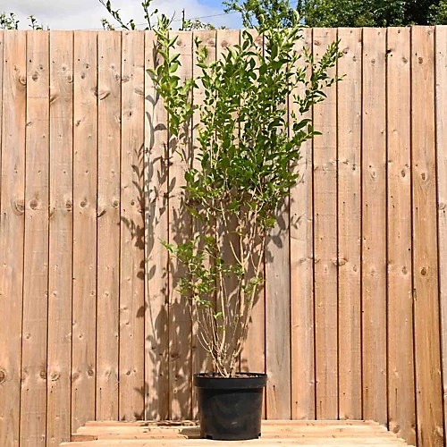 Hedges Direct Privet 1.5m Height Native Hedge Plant 3 Hedges Direct Privet 1.5m Height Native Hedge Plant