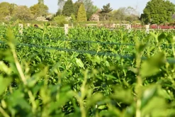 Hedges Direct Privet 1m Height Native Hedge Plant 7 Hedges Direct Privet 1m Height Native Hedge Plant -Leaf Shop hedges direct privet 1m height native hedge plant5056684001807 03c MP