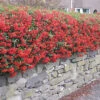 Hedges Direct Pyracantha Red 60cm Height Evergreen Hedge Plant -Leaf Shop hedges direct pyracantha red 60cm height evergreen hedge plant5056684001845 01c MP