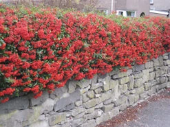 Hedges Direct Pyracantha Red 60cm Height Evergreen Hedge Plant