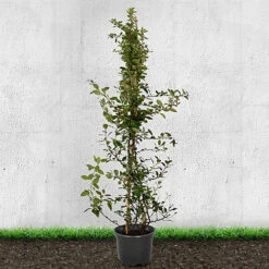 Hedges Direct Pyracantha Red 70cm Height Evergreen Hedge Plant -Leaf Shop hedges direct pyracantha red 70cm height evergreen hedge plant5056684001852 03c MP