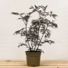 Hedges Direct Sambucus 'Black Lace' Garden Shrub -Leaf Shop hedges direct sambucus black lace garden shrub5056684004686 01c MP