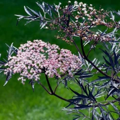 Hedges Direct Sambucus 'Black Lace' Garden Shrub -Leaf Shop hedges direct sambucus black lace garden shrub5056684004686 02c MP