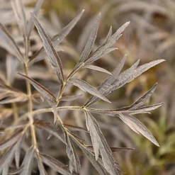 Hedges Direct Sambucus 'Black Lace' Garden Shrub -Leaf Shop hedges direct sambucus black lace garden shrub5056684004686 03c MP