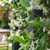 Hedges Direct Star Jasmine 1m Garden Shrub -Leaf Shop hedges direct star jasmine 1m garden shrub5056684002804 01c MP