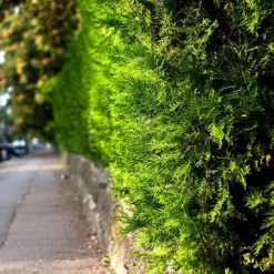 Hedges Direct Western Red Cedar 40cm Starter Plants Pack Of 9 -Leaf Shop hedges direct western red cedar 40cm starter plants pack of 95056684003818 02c MP