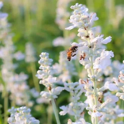 Hedges Direct White Lavender 10cm Garden Shrub Pack Of 6 -Leaf Shop hedges direct white lavender 10cm garden shrub pack of 65056684003948 02c MP