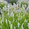 Hedges Direct White Lavender 10cm Garden Shrub