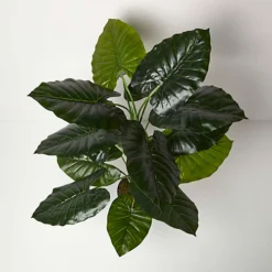 Leaf Shop 21 Leaf Shop -Leaf Shop homescapes taro plant in pot 90 cm tall5056280722335 02c MP