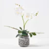Homescapes White And Yellow Orchid 42 Cm Phalaenopsis In Cement Pot -Leaf Shop homescapes white and yellow orchid 42 cm phalaenopsis in cement pot5056280712589 01c MP