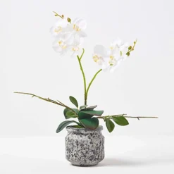Homescapes White And Yellow Orchid 42 Cm Phalaenopsis In Cement Pot
