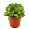 House Plant - Bear Paws - 5 Cm Pot Size - Below 10 Cm Tall - Cotyledon Ladysmithiensis - Indoor Plant -Leaf Shop house plant bear paws 5 cm pot size below 10 cm tall cotyledon ladysmithiensis indoor plant5061018813988 01c MP