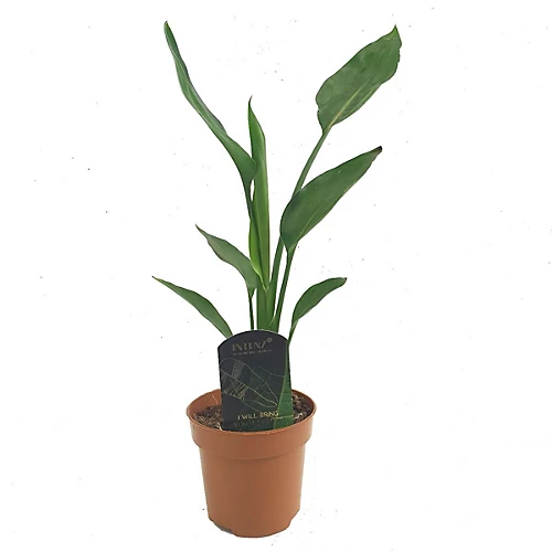 House Plant - Bird Of Paradise - 12 Cm Pot Size - 30-40 Cm Tall - Strelitzia Reginae - Indoor Plant 4 House Plant - Bird Of Paradise - 12 Cm Pot Size - 30-40 Cm Tall - Strelitzia Reginae - Indoor Plant - Image 2