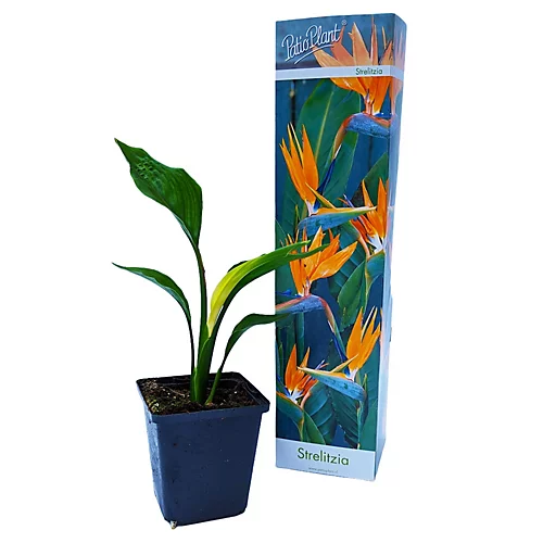 House Plant - Bird Of Paradise - 12 Cm Pot Size - 30-40 Cm Tall - Strelitzia Reginae - Indoor Plant 5 House Plant - Bird Of Paradise - 12 Cm Pot Size - 30-40 Cm Tall - Strelitzia Reginae - Indoor Plant - Image 3