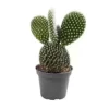 House Plant - Bunny Ears Cactus - 5 Cm Pot Size - 10-20 Cm Tall - Opuntia Microdaisy Albata - Indoor Plant -Leaf Shop house plant bunny ears cactus 5 cm pot size 10 20 cm tall opuntia microdaisy albata indoor plant5061018811663 01c MP