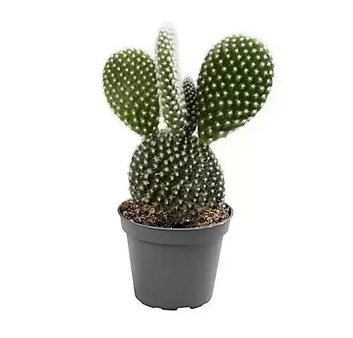 House Plant - Bunny Ears Cactus - 5 Cm Pot Size - 10-20 Cm Tall - Opuntia Microdaisy Albata - Indoor Plant 3 House Plant - Bunny Ears Cactus - 5 Cm Pot Size - 10-20 Cm Tall - Opuntia Microdaisy Albata - Indoor Plant