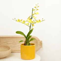 House Plant - Butterfly Orchid - Honeybee - 12 Cm Pot Size - 50-70 Cm Tall - Oncidium Flexuosum - Indoor Plant