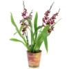 House Plant - Cambria Orchid - Barrocco Red - 12 Cm Pot Size - 40-50 Cm Tall - Cambria - Indoor Plant -Leaf Shop house plant cambria orchid barrocco red 12 cm pot size 40 50 cm tall cambria indoor plant5061018814244 01c MP