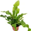 House Plant - Crocodile Fern - Rare Plant - 12 Cm Pot Size - 30-40 Cm Tall - Microsorum Musifolium Crocodyllus - Indoor Plant -Leaf Shop house plant crocodile fern rare plant 12 cm pot size 30 40 cm tall microsorum musifolium crocodyllus indoor plant5061018813094 01c MP