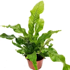 House Plant - Crocodile Fern - Rare Plant - 12 Cm Pot Size - 30-40 Cm Tall - Microsorum Musifolium Crocodyllus - Indoor Plant -Leaf Shop house plant crocodile fern rare plant 12 cm pot size 30 40 cm tall microsorum musifolium crocodyllus indoor plant5061018813094 02c MP